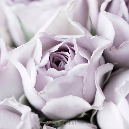 Kaart lila bloemen blanco