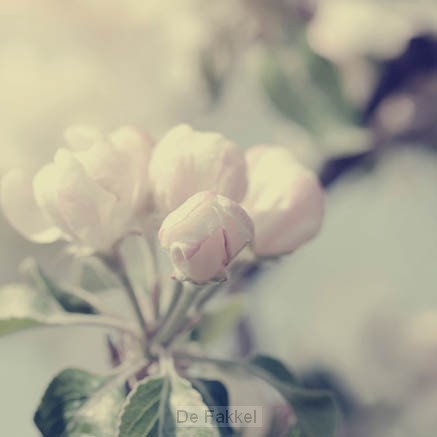 Kaart bloemknop blanco